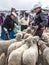 Canar, Ecuador - July 12, 2015 - Sheep are tied into circles at the animal market for sale