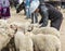 Canar, Ecuador - July 12, 2015 - Sheep are tied into circles at the animal market for sale