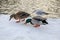 Canards au bord du lac de versailles