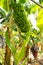 Canarian Banana plantation Platano in La Palma