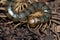 Canarian centipede, Scolopendra valida, in Las Brujas Mountain.