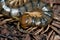 Canarian centipede, Scolopendra valida, in Las Brujas Mountain.