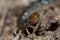 Canarian centipede Scolopendra valida in Las Brujas Mountain.
