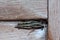 Canarian grasshopper Calliptamus plebeius on a wooden door.