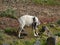 Canarian island goat on a hill of fuerteventura