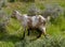 Canarian island goat on a hill of fuerteventura