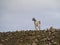 Canarian island goat on a hill of fuerteventura