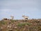 Canarian island goats on a hill of fuerteventura