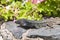 Canarian lizard basking