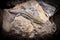 Canarian lizard - Lagarto tizon - between the rocks