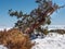 A Canarian pine that grows diagonally to the ground, almost level above the white blanket of snow