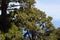 Canarian pines, pinus canariensis in Tenerife, road to Teide volcano