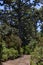 Canarian pines, pinus canariensis in Tenerife, road to Teide volcano