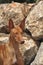 Canarian Podenco warren hound spanish purebred dog