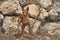 Canarian Podenco warren hound spanish purebred dog