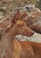 Canarian Podenco warren hound spanish purebred dog