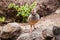 The Canarian red-legged partridge