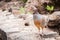 The Canarian red-legged partridge