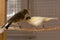 Canaries of the Slavujar breed stand on perch in a cage at home