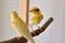 Canaries standing on perch in cage