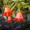 Canarina canariensis, canarian bellflower, endemic to Canary Islands