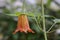 Canarina canariensis (Canary bellflower) blossom seen from the side