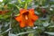 Canarina canariensis orange bell flower. Shadow tolerant plant. Bellflower