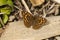 Canarisch bont zandoogje, Canary Speckled Wood