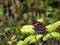 Canarische Atalanta, Canary Red Admiral, Vanessa vulcania