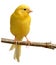 Canary