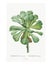 Canary aeonium vintage illustration wall art print and poster design remix from the original artwork by Pierre-Joseph Redout