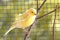 Canary bird inside cage feeding and perch on wooden sticks and wires