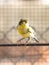 Canary bird inside cage feeding and perch on wooden sticks and wires
