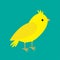 Canary bird. Yellow feather. Green background. Flat design style.