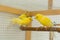 Canary birds stand on perch in a cage