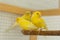 Canary birds stand on perch in a cage at home