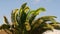 Canary date palm leaves in the wind on sky background