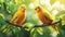 Canary Exotic birds and animals in wildlife in natural setting