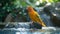 Canary Exotic birds and animals in wildlife in natural setting