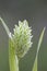 Canary grass, Phalaris canariensis