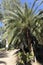 Canary Island Date Palm