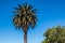 Canary Island Date Palm With Blue Sky and Foliage