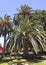 Canary Island Date Palms