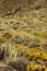 Canary Island spurge, Euphorbia canariensis