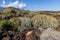 Canary Island spurge at Malpais de Guimar badlands, Puertito de Guimar, Tenerife, Spain