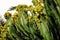 Canary Island Spurge - toxic cactus Euphorbia canariensis. Pla