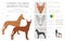 Canary Island Warren hound clipart. Different poses, coat colors set