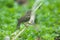 Canary Islands chiffchaff Phylloscopus canariensis fluttering their wings just bathed.