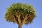 Canary Islands Dragon Tree