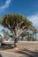 Canary Islands dragon tree